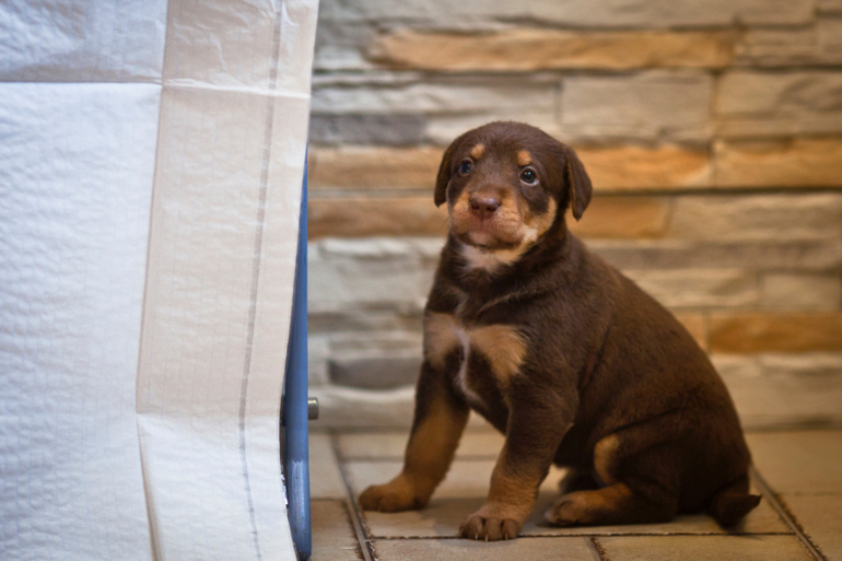 Пуховая шоколадка породы Ксолоитцкуинтли