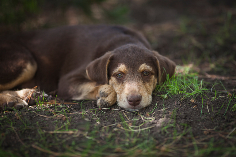 Бьюти Браун