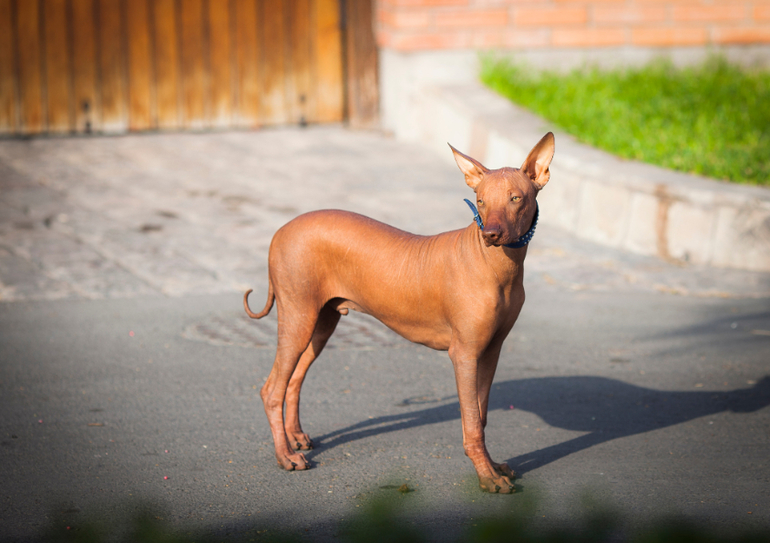 Мой маленький перуанец))