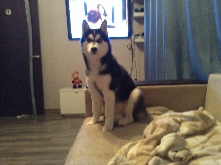 И я похвастаюсь)