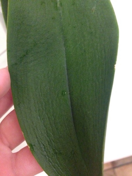 Умирает или нет?