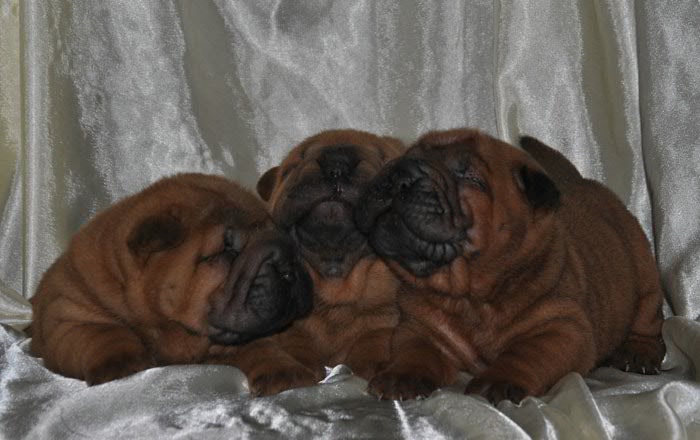 шарпейчики