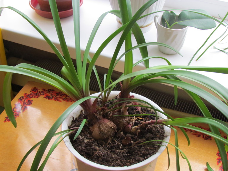 Что за цветочки у нас в д/с?