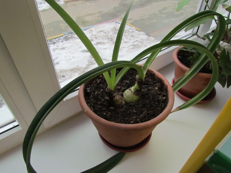 Что за цветочки у нас в д/с?