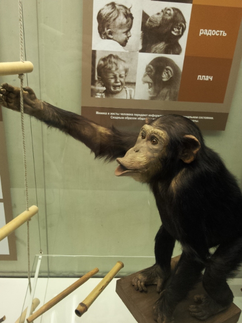 Музей Дарвина - мы там были - смотрите фото)))