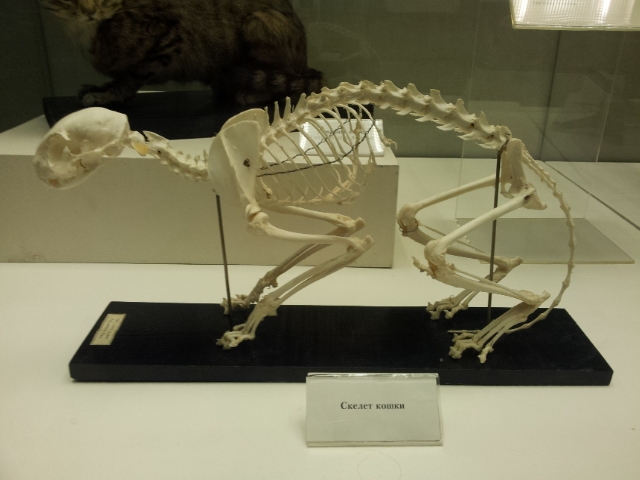 Музей Дарвина - мы там были - смотрите фото)))