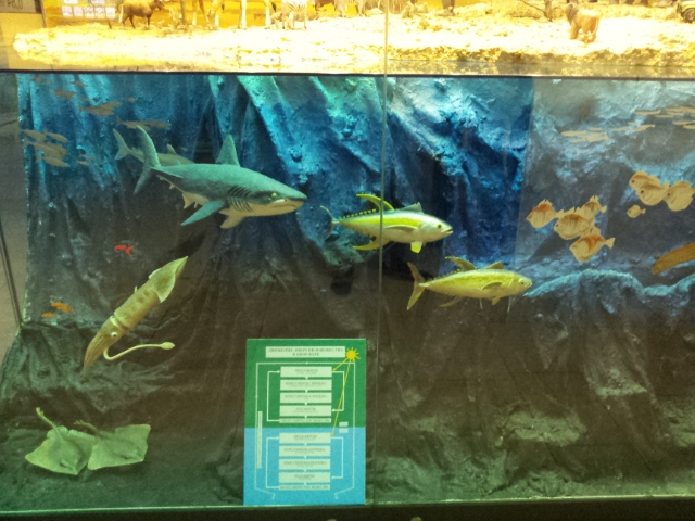 Музей Дарвина - мы там были - смотрите фото)))