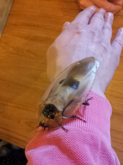 Музей Дарвина - мы там были - смотрите фото)))