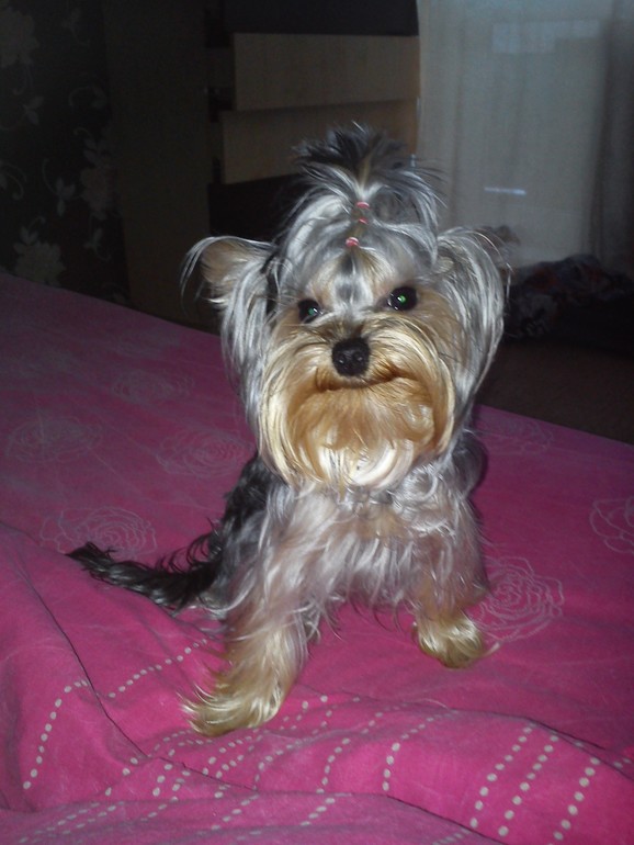 Моя волосачка ))))