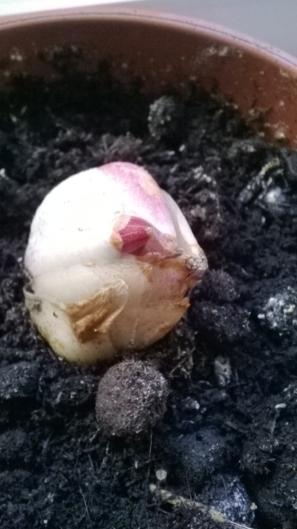 Лилия дала росток...