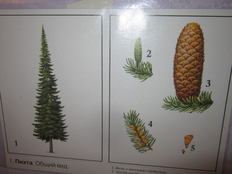 ТН Встречаем зиму. День 5. Зимние праздники