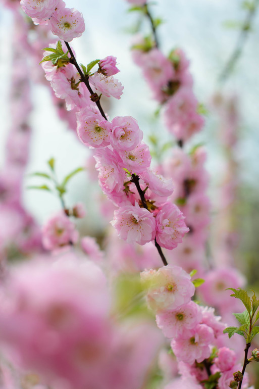 Весна, цветы:)