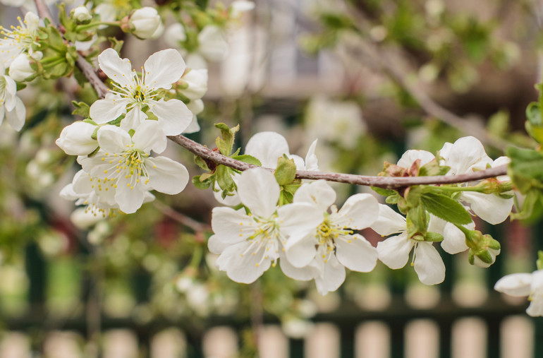 Весна, цветы:)