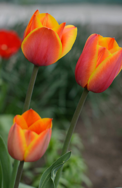 Весна, цветы:)