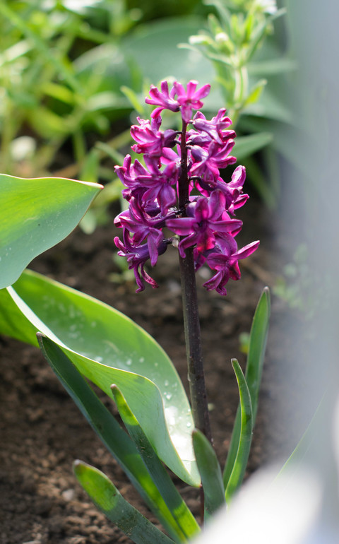 Весна, цветы:)