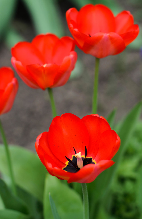 Весна, цветы:)