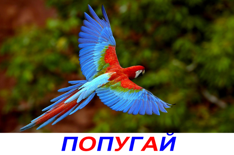 ТН "Птицы". День 5 "Экзотические птицы" + творческая пятница