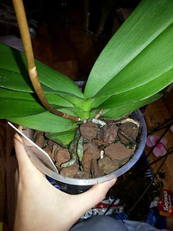 Все ли в порядке с цветульками?