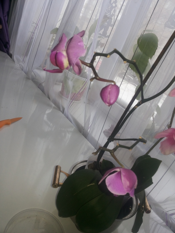 Девочки помогите что с орхидейкой