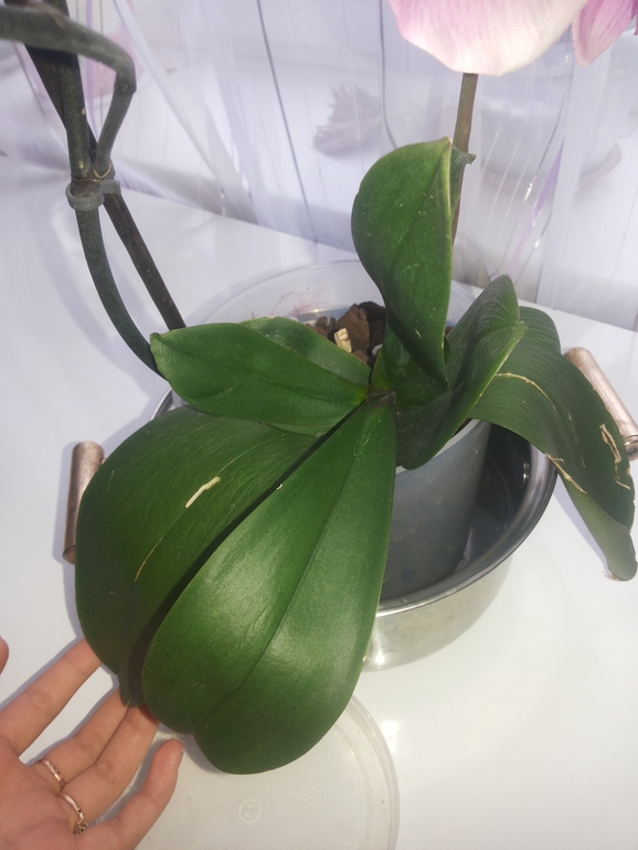 Девочки помогите что с орхидейкой