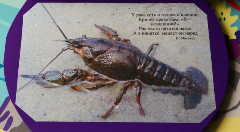 Книга о водных обитателях из картона