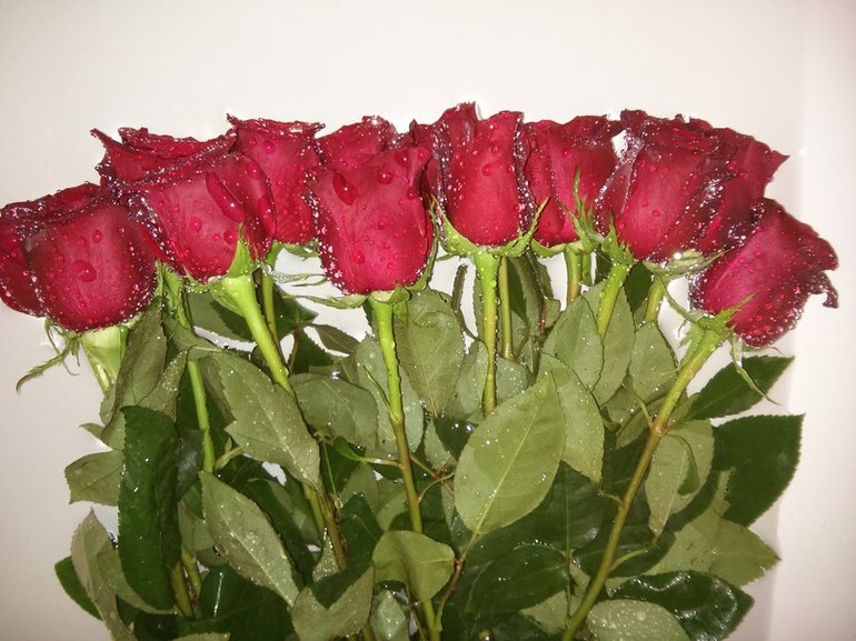 обожаю розы...