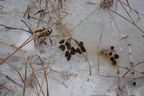 На лыжах - в мочаки)