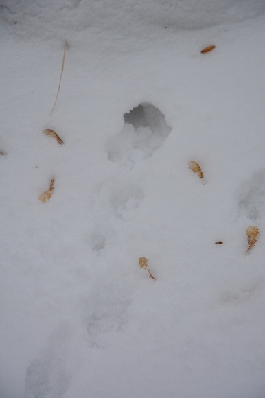 На лыжах - в мочаки)