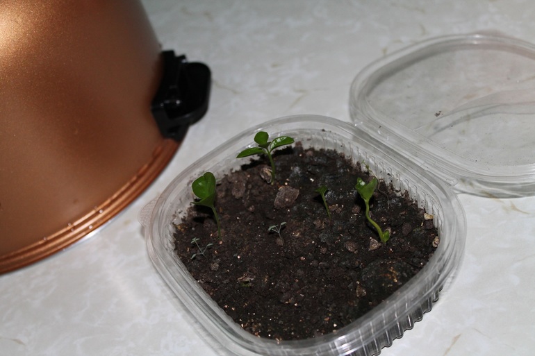 Маленько моих зелёных жителей.