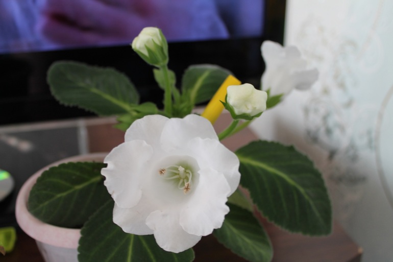 Маленько моих зелёных жителей.