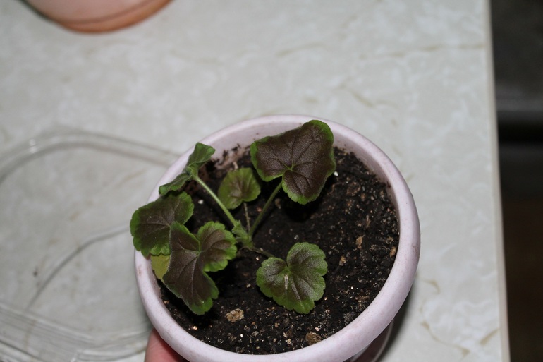 Маленько моих зелёных жителей.