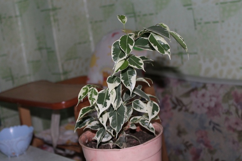 Маленько моих зелёных жителей.