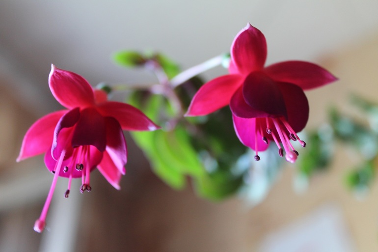 продолжают цвести...