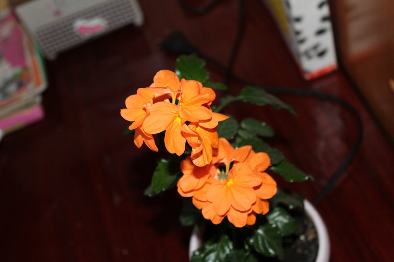 продолжают цвести...