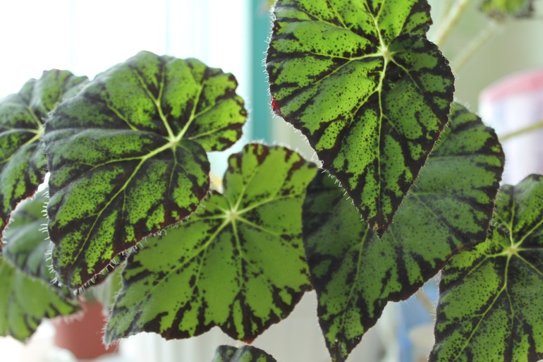 Мои растюхи