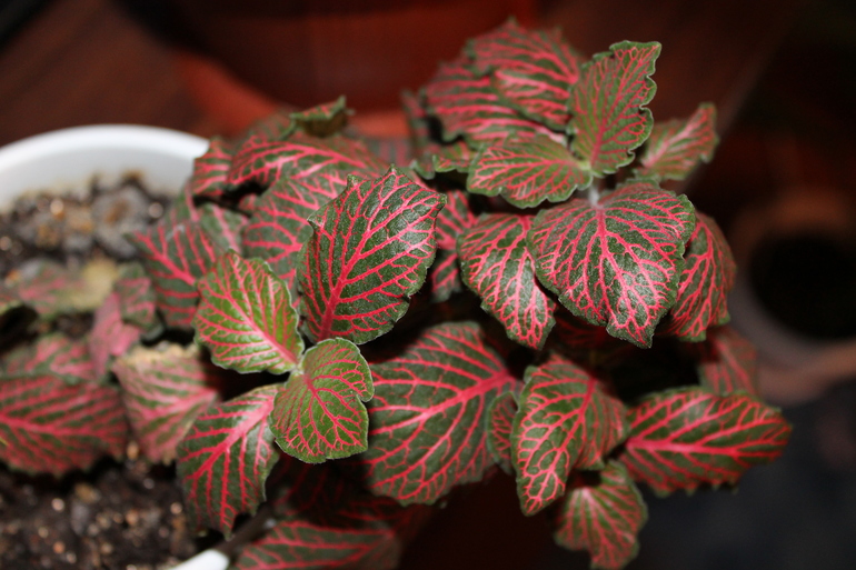 Мои растюхи