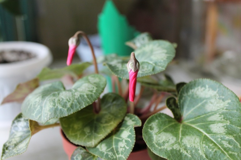 Мои растюхи