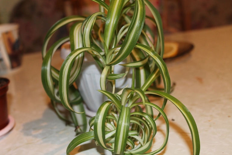 Мои растюхи