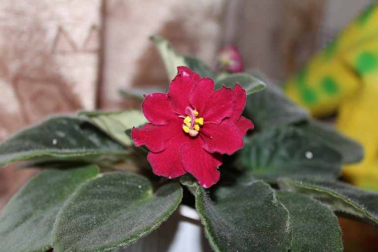 Мои растюхи