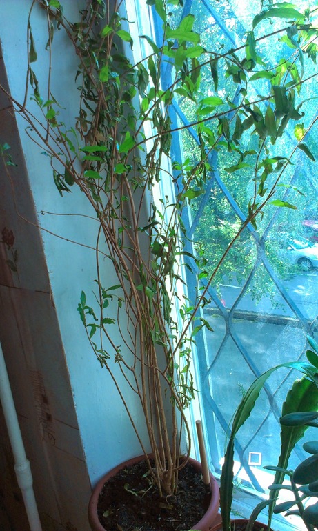 Зелёные наслаждения)