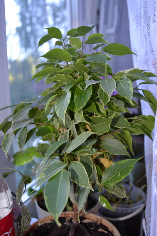 Зелёные наслаждения)