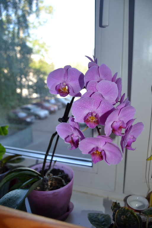 Зелёные наслаждения)