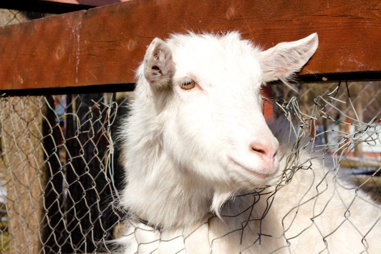 Фореста на 8 марта