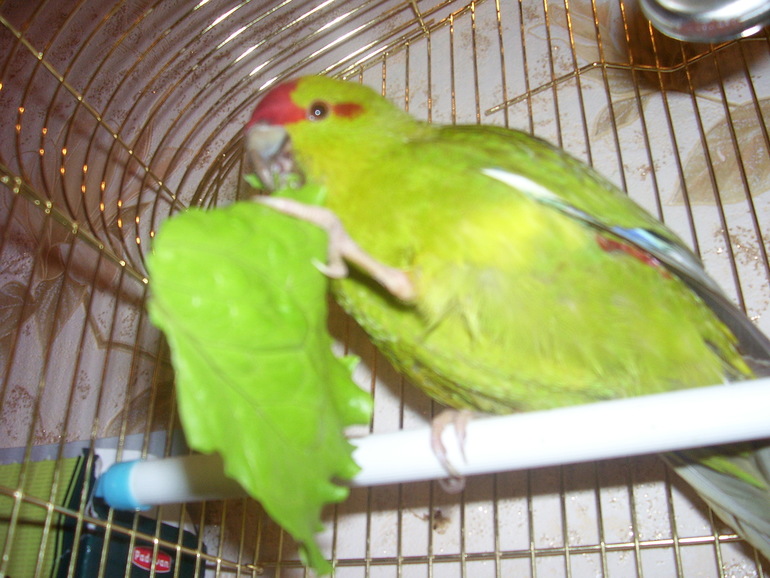 Давно хотела умную, красивую птицу....