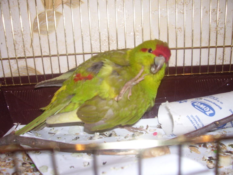 Давно хотела умную, красивую птицу....