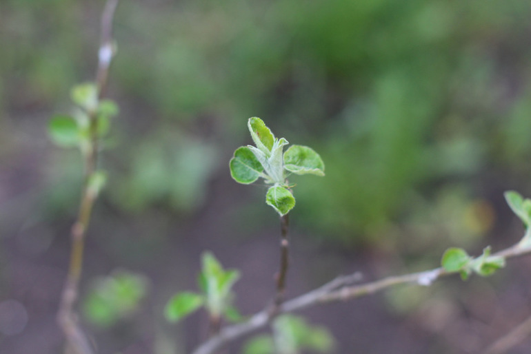 "Один раз в год сады цветут..."