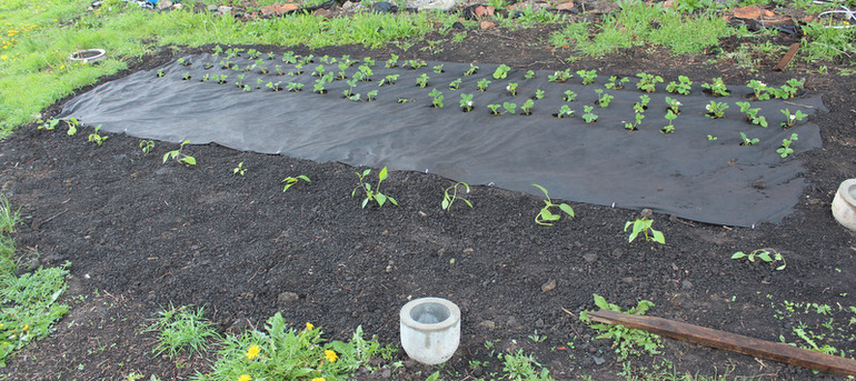 "Один раз в год сады цветут..."