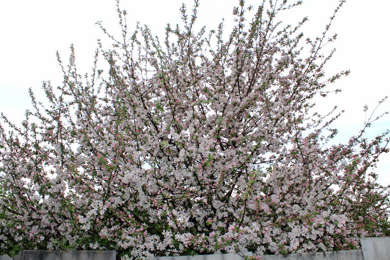 "Один раз в год сады цветут..."