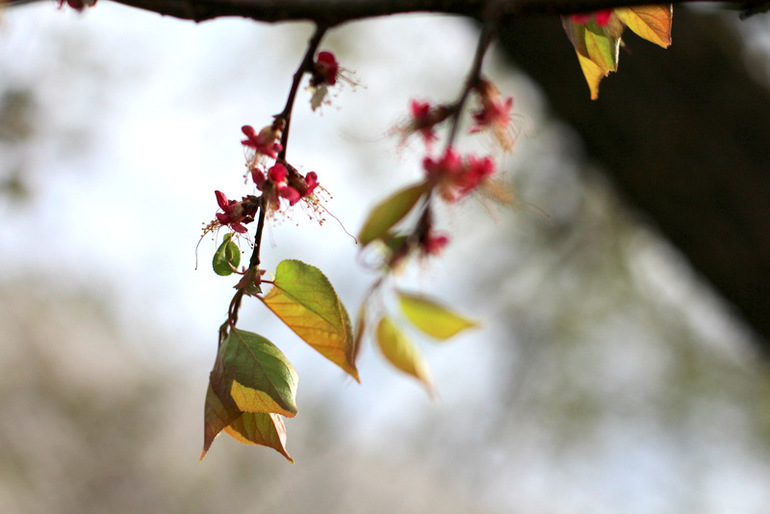 "Один раз в год сады цветут..."