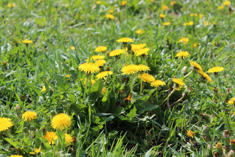 "Один раз в год сады цветут..."